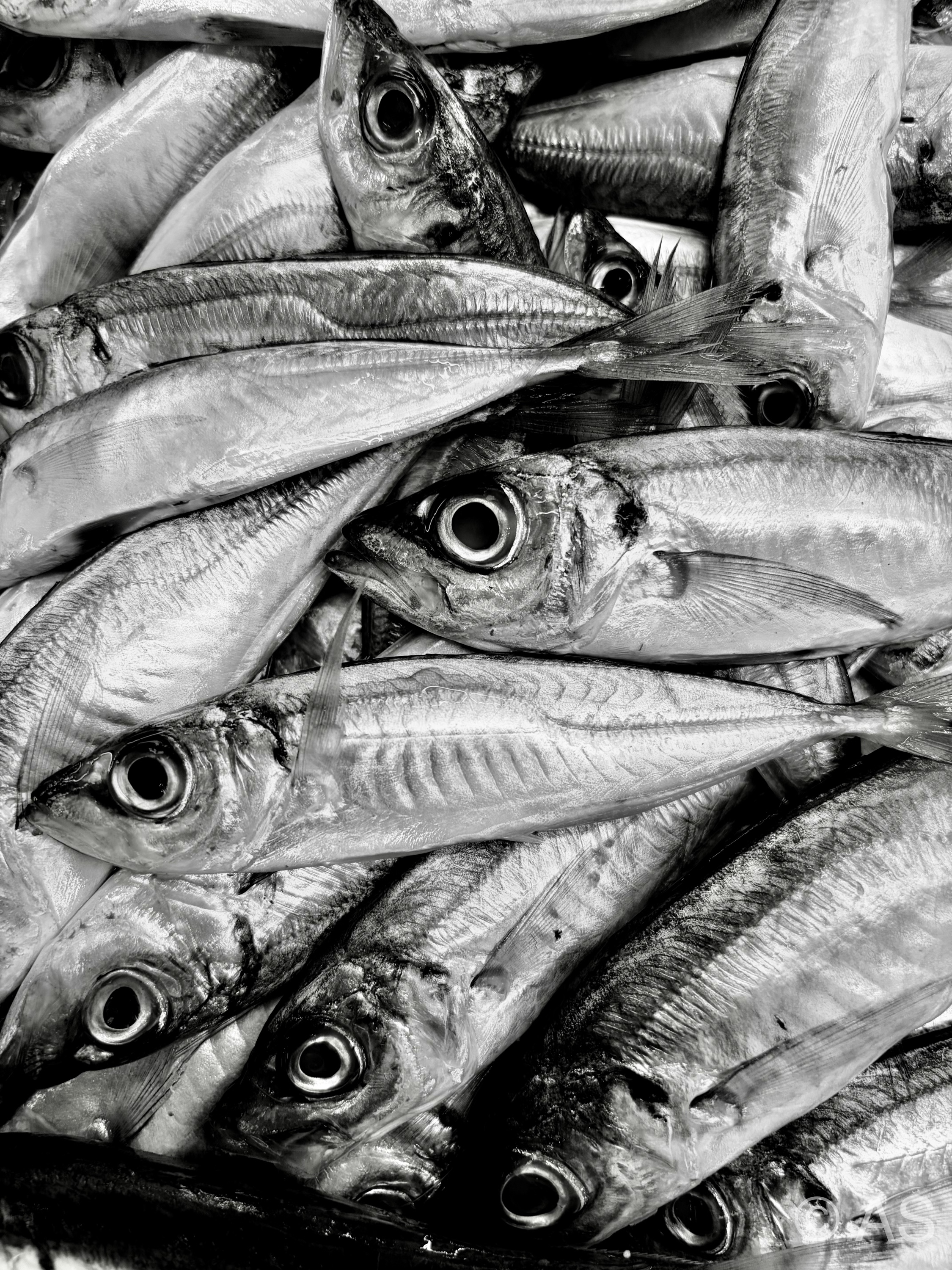 Close-up of fresh fish at a market, silver scales and staring eyes filling the frame