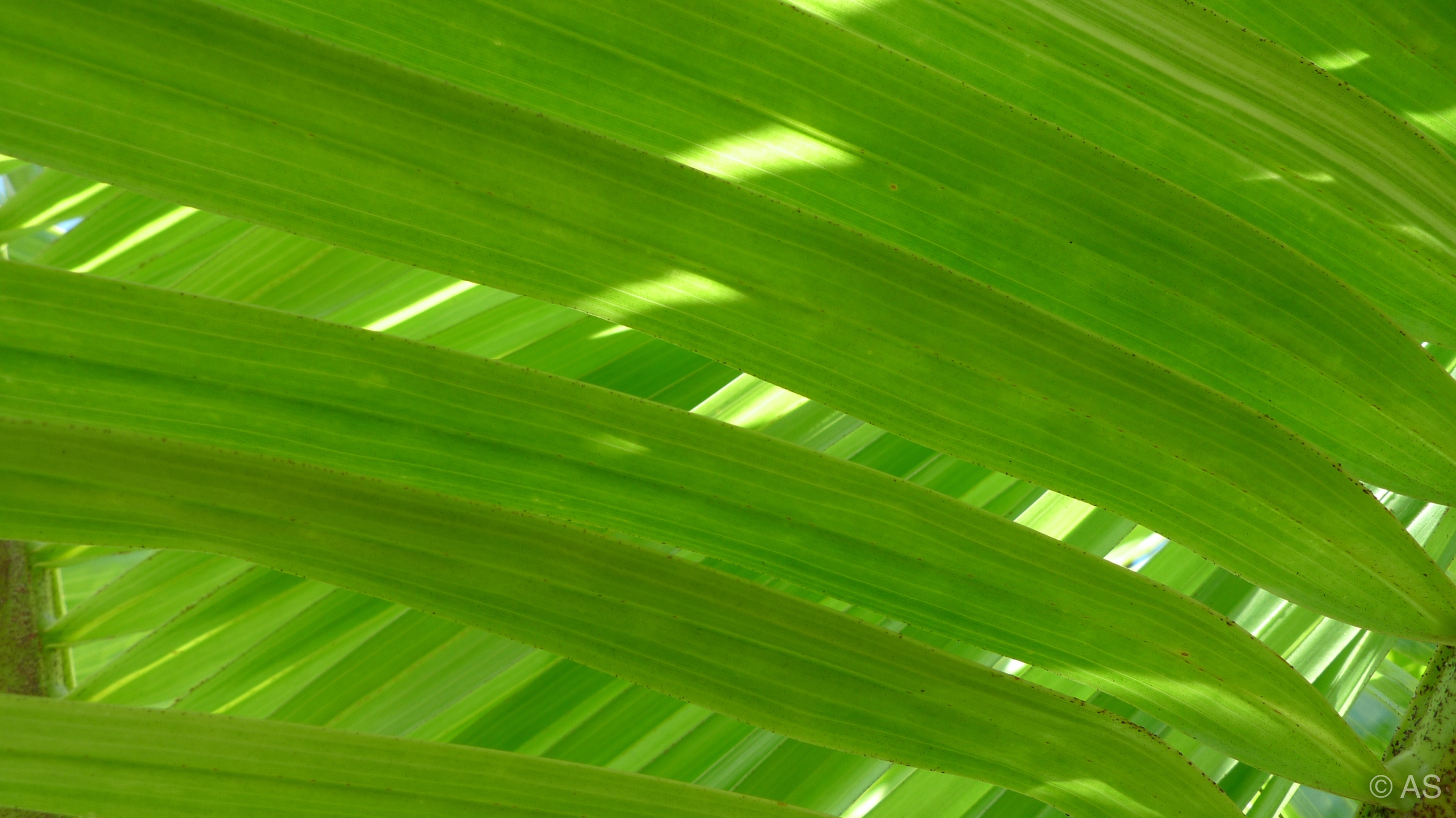 Vivid green tropical palm leaves backlit by bright sunlight
